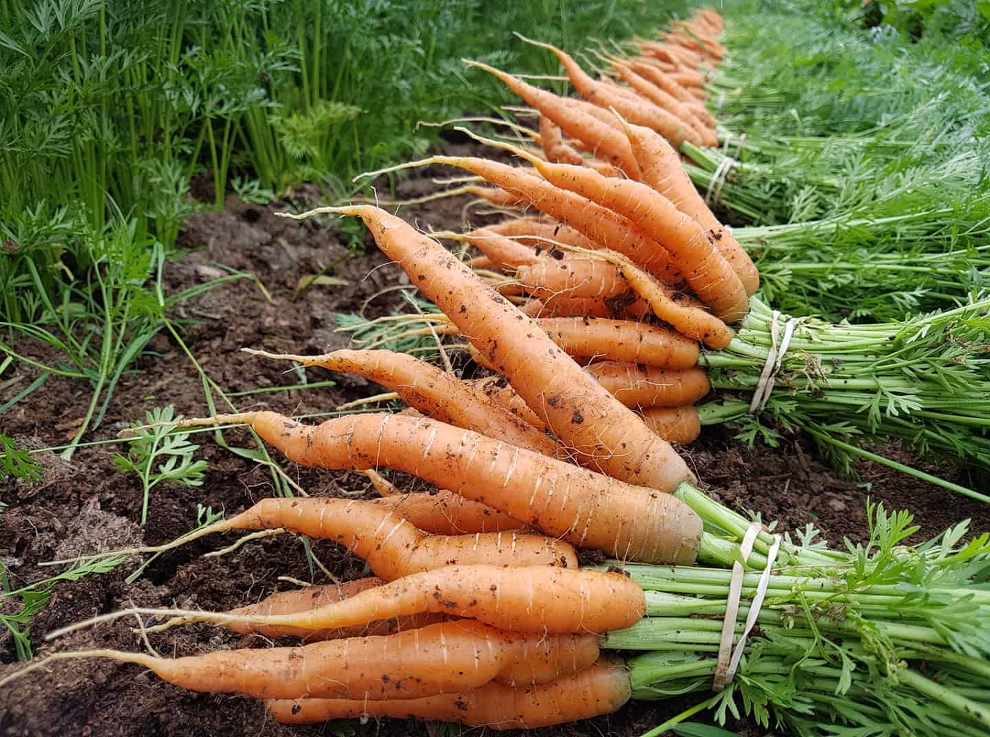 Batch of Carrots