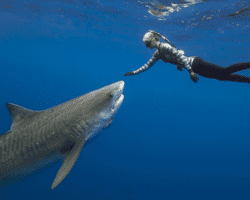 Click To See More About Ocean Ramsey